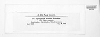 Synchytrium aureum image